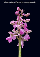 Anacamptis morio